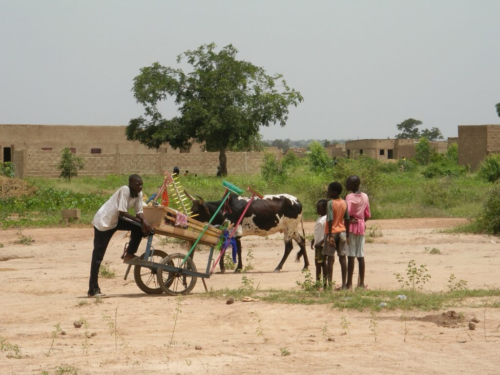 karma-burkina-faso-vache-karma